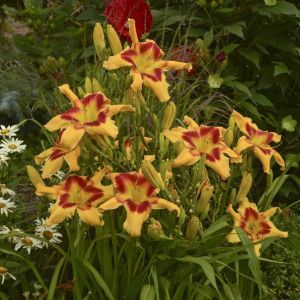 Hemerocallis (Daylily)